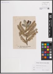 Foto von Salix caprea L.